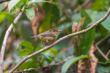 Yellow-throated Fulvetta (Alcippecinerea) is a tiny bird, more related to phylloscopus warbler in appearance and behaviour than to the true fulvettas