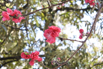 花桃