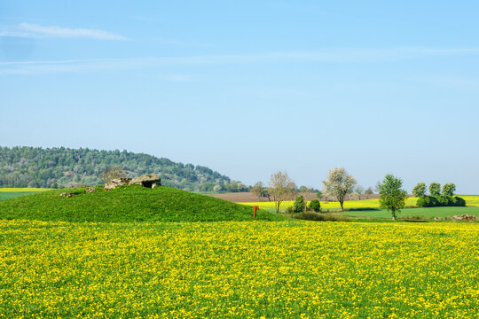 Flowering dandelion field with a megalite tomb on a hill