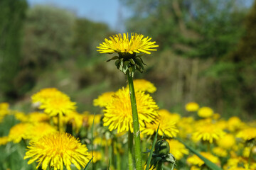 Close up at Dandelions on a meadow at spring