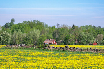 Fototapeta na wymiar Flowering dandelions on a field in the countryside with cottages in the background