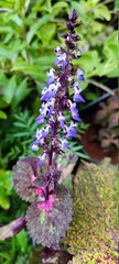 Obraz premium flowers of a lilac