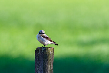 Wooden post and a sitting northern wheatear