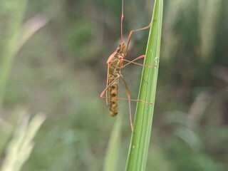 Close up of stink bugs in the rice fields