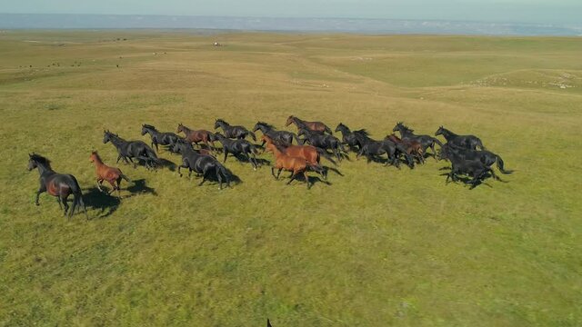 Aerial follow galloping young strong herd of horses manes flutter in wind. Equine run through green summer endless field. Leader of pack leads his team. Open space, horizon emotional view. Stock 4k