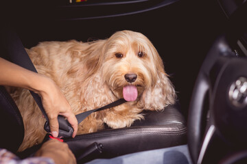 Owner seatbelt on hairy dog in car for safety. Adorable cockapoo breeding mixed (cocker spaniel and cute poodle). Small puppy cockerpoo doggie. Thoroughbred dog open mouth, long pink tongue