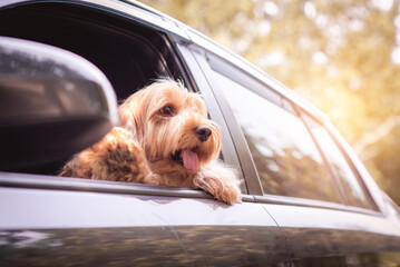 Cute dog sit in car on front seat. Portrait hairy adorable Cockapoo breeding mixed (American cocker spaniel and cute poodle) on road. Happy puppy cockerpoo doggie on travel trip, looking window