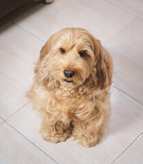 Puppy Cockapoo dog (mixed breeding with cute Cocker spaniel + Poodle) Pet healthcare animal concept. Portrait Cockapoo dog look at camera. Hairy Cocker spaniel sitting on the floor, blurred background