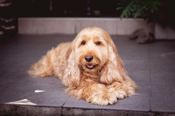 Puppy Cockapoo dog (mixed breed with cute Cocker Spaniel + Poodle) Pet health care animal concept, on blurred bokeh background. Portrait little long hair Cocker dog laying on floor, looking camera.