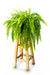 beautiful Fresh green Common sword fern or Boston fern ( Nephrolepis exaltata (L.) Schott cv. Bostoniensis ) growing on wooden table, for home decoration, isolated on white background © MT.PHOTOSTOCK