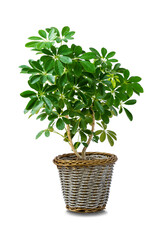 Octopus Tree or Umbrella Plant ( Schefflera Actinophylla ), growing beautiful in rattan pot. charming Fresh for home decoration. isolated on white background