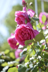 ピンクのバラ