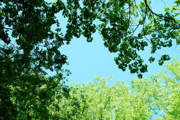 新緑　若葉　癒し