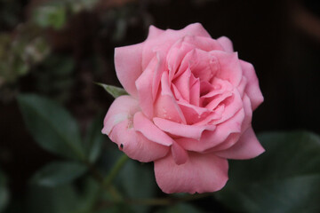 rosa, flor minha