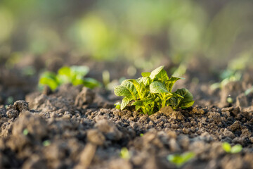 Young, strong, healthy potato plant growing on soil. plant close-up