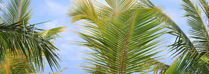 Fototapeta premium green palm trees on a tropical island in the Indian Ocean