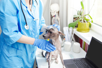 Middle-aged woman veterinarian examines the dog.