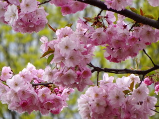Pink cherry blossoms on branches on a sky background, Cherry blossoms or sakura in Riga, Latvia 