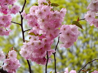 Pink cherry blossoms on branches on a sky background, Cherry blossoms or sakura in Riga, Latvia 