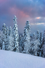 Snow covered pine forest on the mountain slope against colorful sunset cloudy sky. Gazprom ski resort in Krasnaya Polyana. Sochi, Russia.