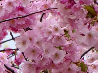 pink cherry blossom sakura flower blooming close-up of   in Riga, Latvia. Pink flowers of sakura