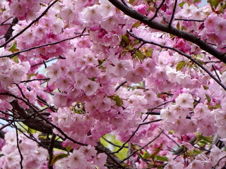 pink cherry blossom sakura flower blooming close-up of   in Riga, Latvia. Pink flowers of sakura