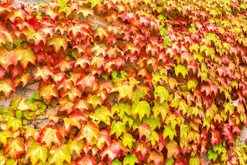 Stone wall covered with yellow and red leaves.