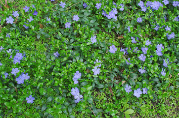Flowers of lilac periwinkle in a clearing in the forest. 