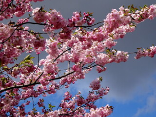 pink cherry blossom sakura flower blooming close-up of   in Riga, Latvia. Pink flowers of sakura