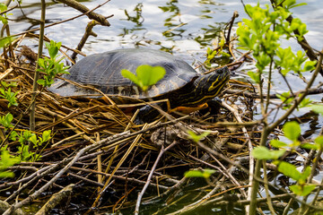 Turtle sitting in abandoned bird's nest on lake