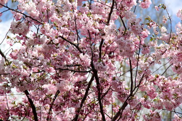 pink cherry blossom sakura flower blooming close-up of   in Riga, Latvia. Pink flowers of sakura