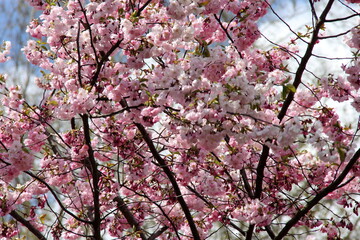 pink cherry blossom sakura flower blooming close-up of   in Riga, Latvia. Pink flowers of sakura