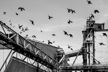 Industrieanlage mit Taubenschwarm