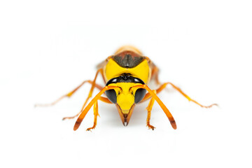 Image of black back mud-wasp isolated on white background. Animal. Insect.