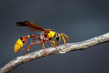 Image of black back mud-wasp on dry branch on natural background. Insect. Animal.