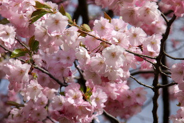 pink cherry blossom sakura flower blooming close-up of   in Riga, Latvia. Pink flowers of sakura
