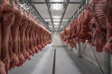 Rows with fresh raw pig carcasses are hanging in refrigerated room.
