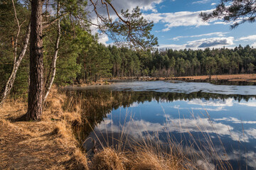 Swamp in the Czarci Dol reserve near Celestynow, Masovian Landscape Park, Poland - 431921038