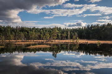 Swamp in the Czarci Dol reserve near Celestynow, Masovian Landscape Park, Poland