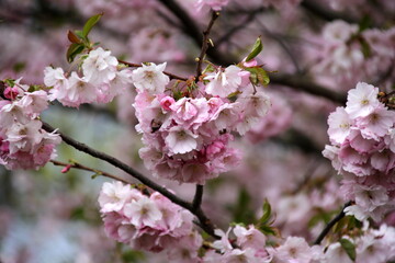 Fototapeta na wymiar pink cherry blossom sakura flower blooming close-up of in Riga, Latvia. Pink flowers of sakura