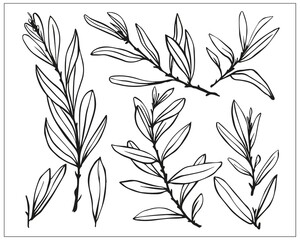 Fototapeta na wymiar olive tree branches with foliage, linear, black and white hand drawing of a plant, decorative sketch, stylized vector graphics