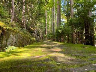 path in the forest