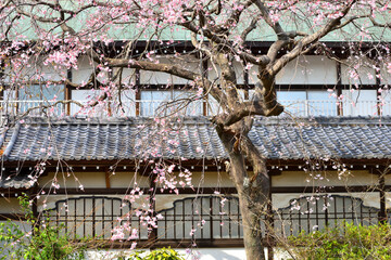 開花したての遊行寺の桜
