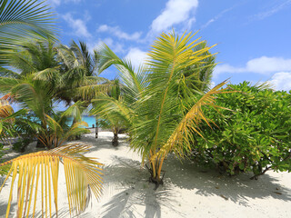 green palm trees on a tropical island in the Indian Ocean