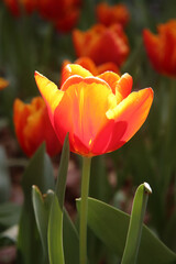 チューリップ 春 オレンジ 黄色 綺麗 カラフル 落ち着いた フラワー ガーデン 花びら グリーン