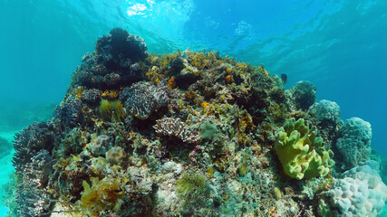 Tropical fishes and coral reef underwater. Hard and soft corals, underwater landscape. Panglao, Bohol, Philippines.