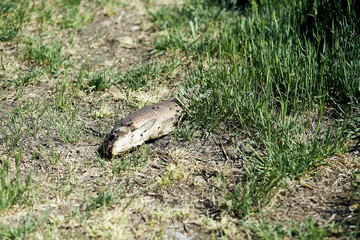 Dead fish on the grass. Environmental pollution problems. Poor ecology concept. Hot summer, climate change. High quality photo