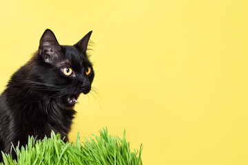 Funny fluffy black cat eating green grass isolated on yellow background. Pet banner with copy space