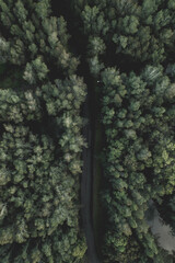 trees in the forest