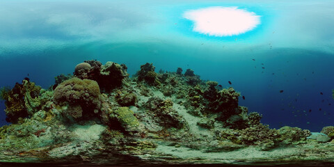 Fototapeta na wymiar Underwater fish garden reef. Reef coral scene. Seascape under water. Philippines. Virtual Reality 360.